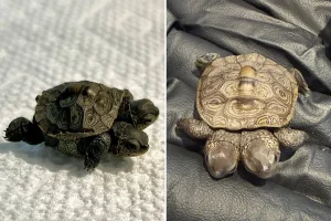 Unusually rare two-headed baby turtle discovered in Massachusetts