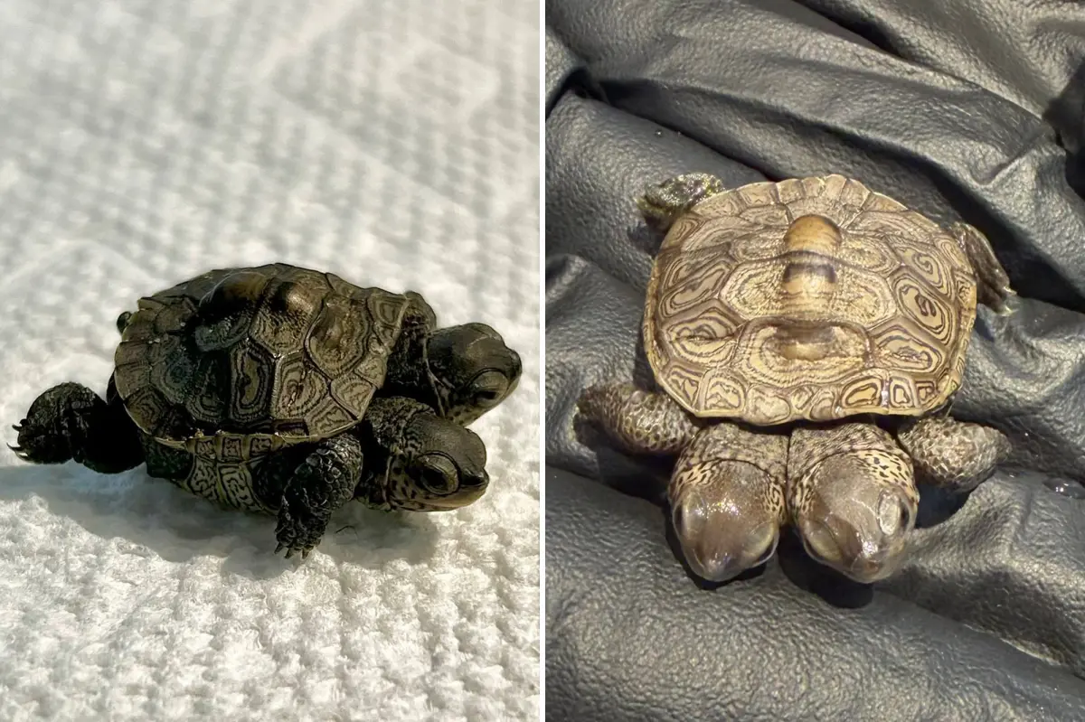Unusually rare two-headed baby turtle discovered in Massachusetts