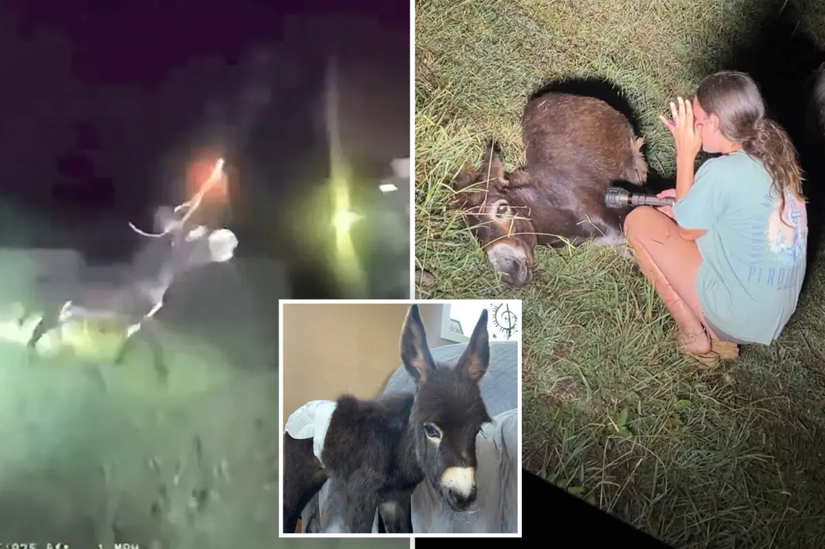 Video captures Georgia officer shooting donkey HeeHaw