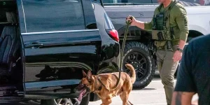 Warhound: Genetic modification is on the way for military dogs in the United States