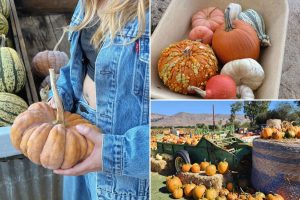 Well-known pumpkin patch in San Luis Obispo shuts down due to E. coli outbreak