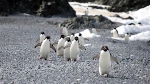 What caused the deaths of over 500 penguins? Avian flu or an unexpected insect?