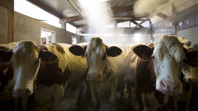 What is Shamonda, the animal virus identified in a human in France for the first time?