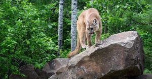 Wyoming Veteran Confronts Mountain Lion with Bare Hands to Save Dog