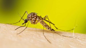 'Yellow fever mosquito' discovered in Davis County for the first time