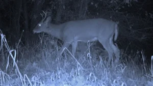 Young deer is thrown into the air during a fight with a bigger deer captured on a trail camera
